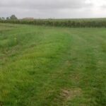 Chemin herbeux entre vignes